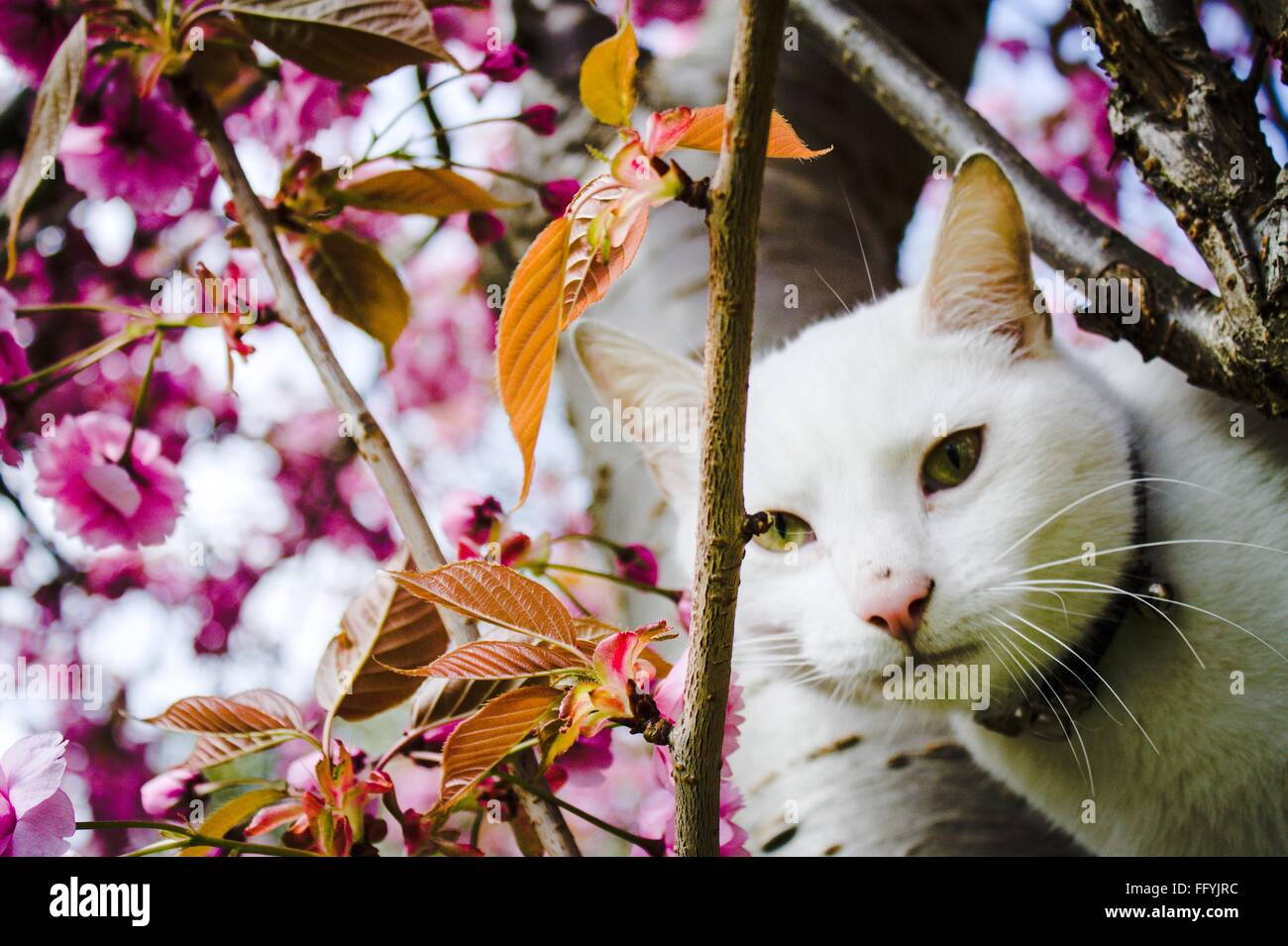 Close-Up Portrait Of White Cat On Tree Stock Photo