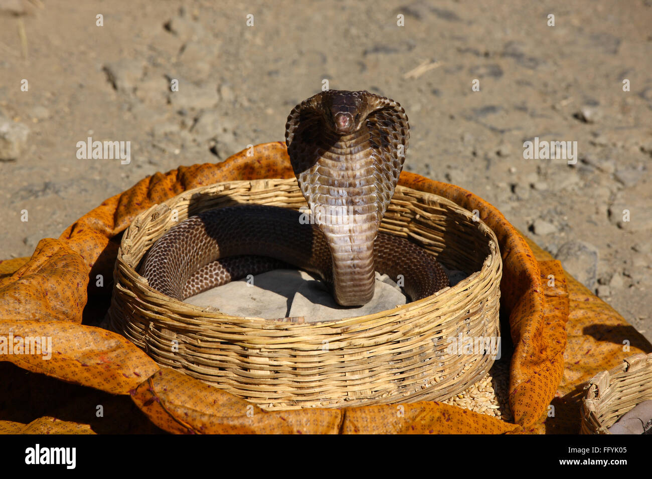 Snake charmer basket hi-res stock photography and images - Alamy