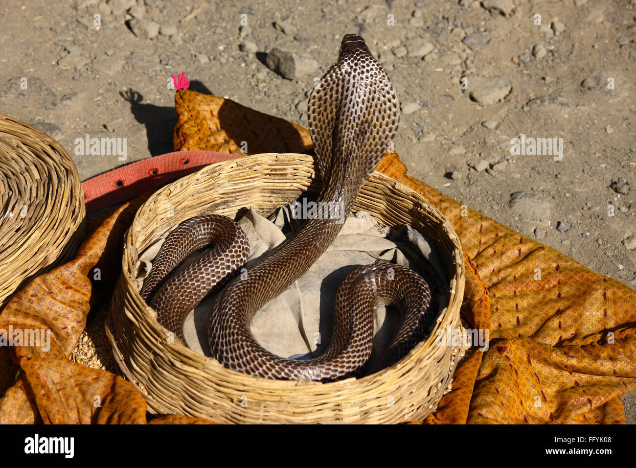 Snake charmer cobra in basket hires stock photography and images Alamy
