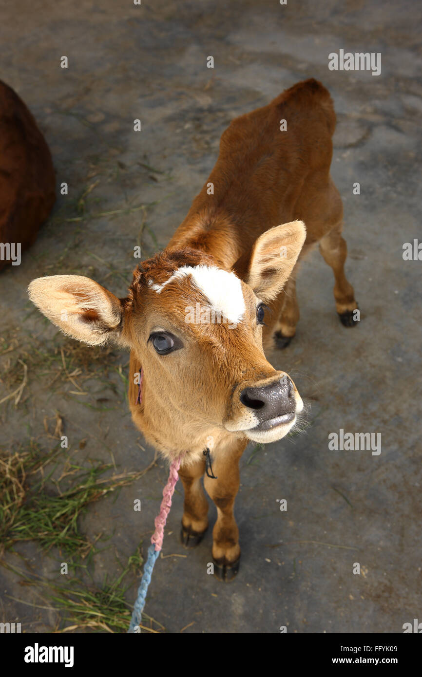 Donate to Save Indian Cow Breeds