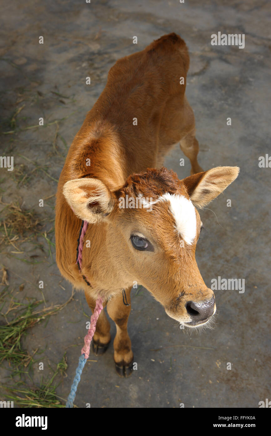 Desi Cow Archives - Gau Aashirwad | Online Store