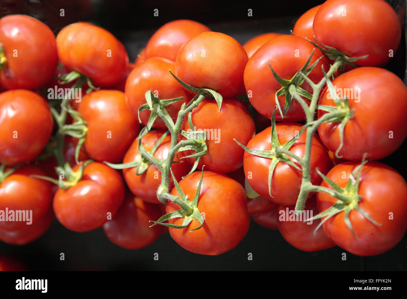 Vegetables of tomato India Stock Photo