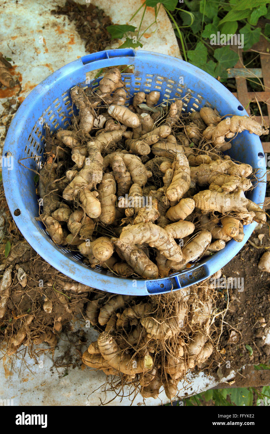 Organic farming of vegetables Turmeric Nemawar Madhya Pradesh India Stock Photo