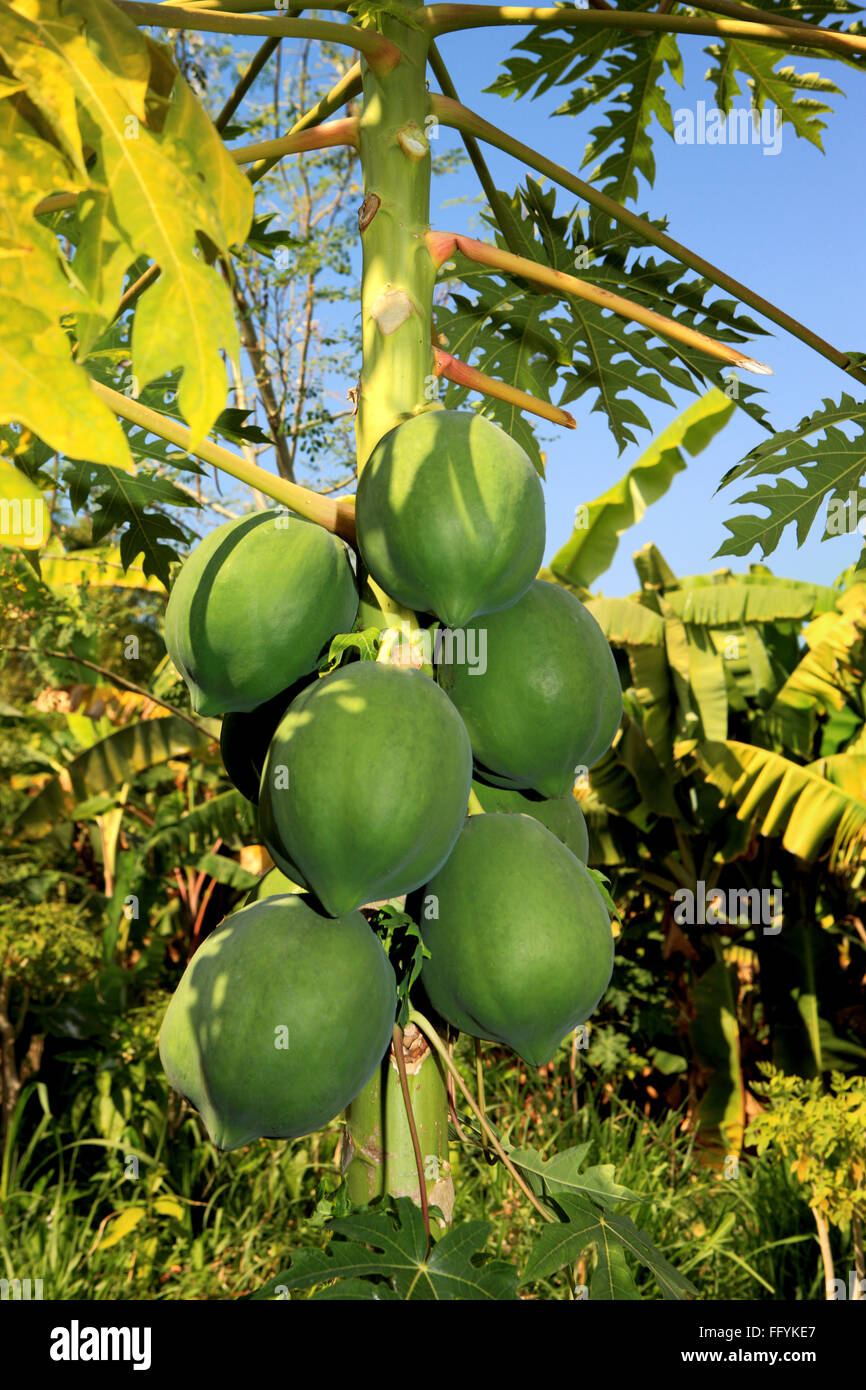 Papaya tree at nemawar Madhya Pradesh India Stock Photo