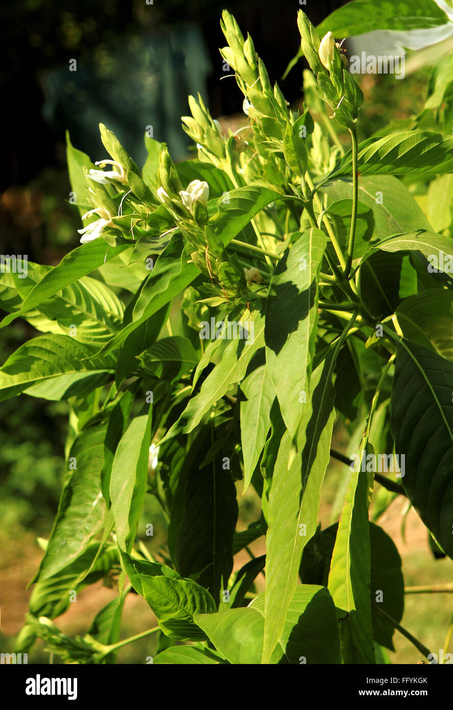 Ayurvedic medicinal plant Malabar Nut at Nemawar Madhya Pradesh India Stock Photo