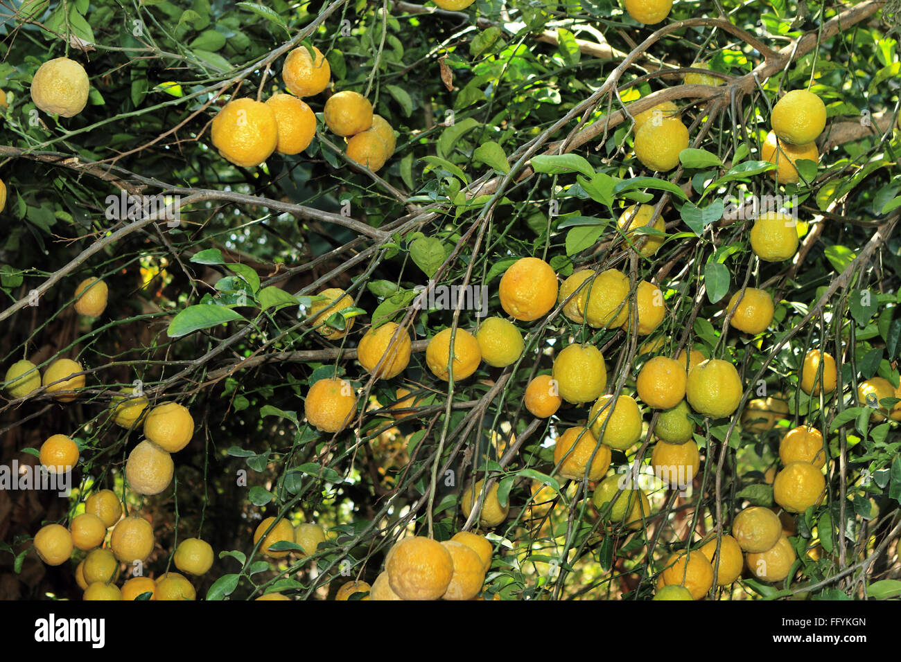 Fruit Oranges grown with Organic Farming at Nemawar Madhya Pradesh India Stock Photo