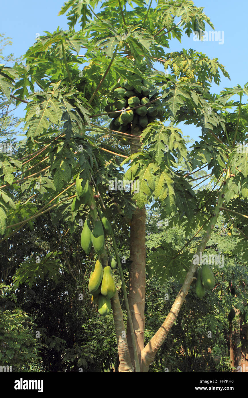 Papaya tree Grown with organic farming at nemawar Madhya Pradesh India Stock Photo