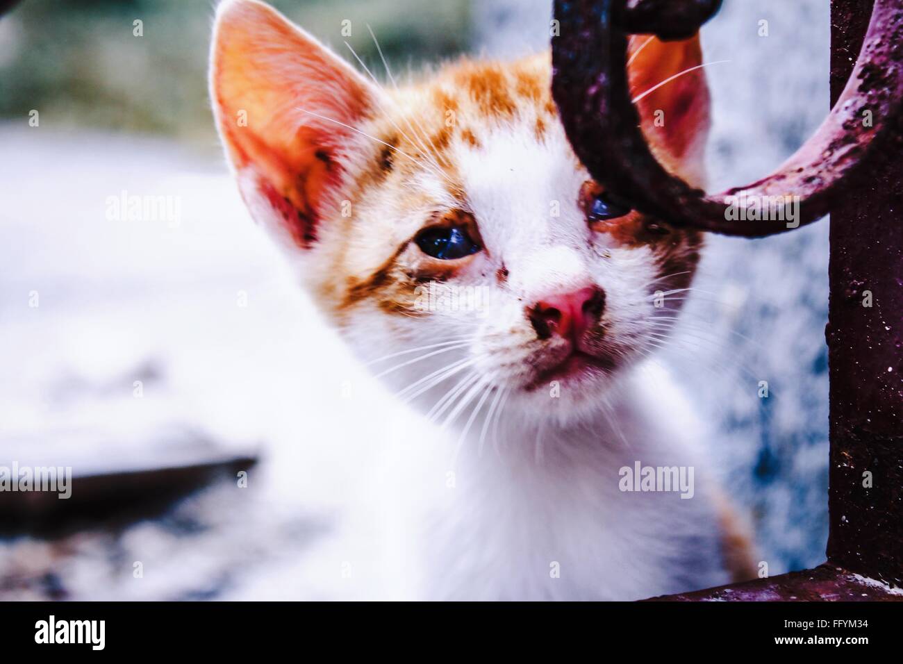 Close-Up Portrait Of Kitten Stock Photo