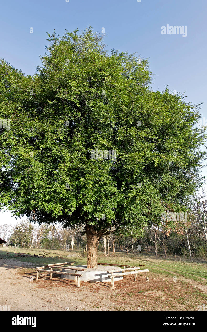 Tree , pench tiger reserve forest Stock Photo Alamy