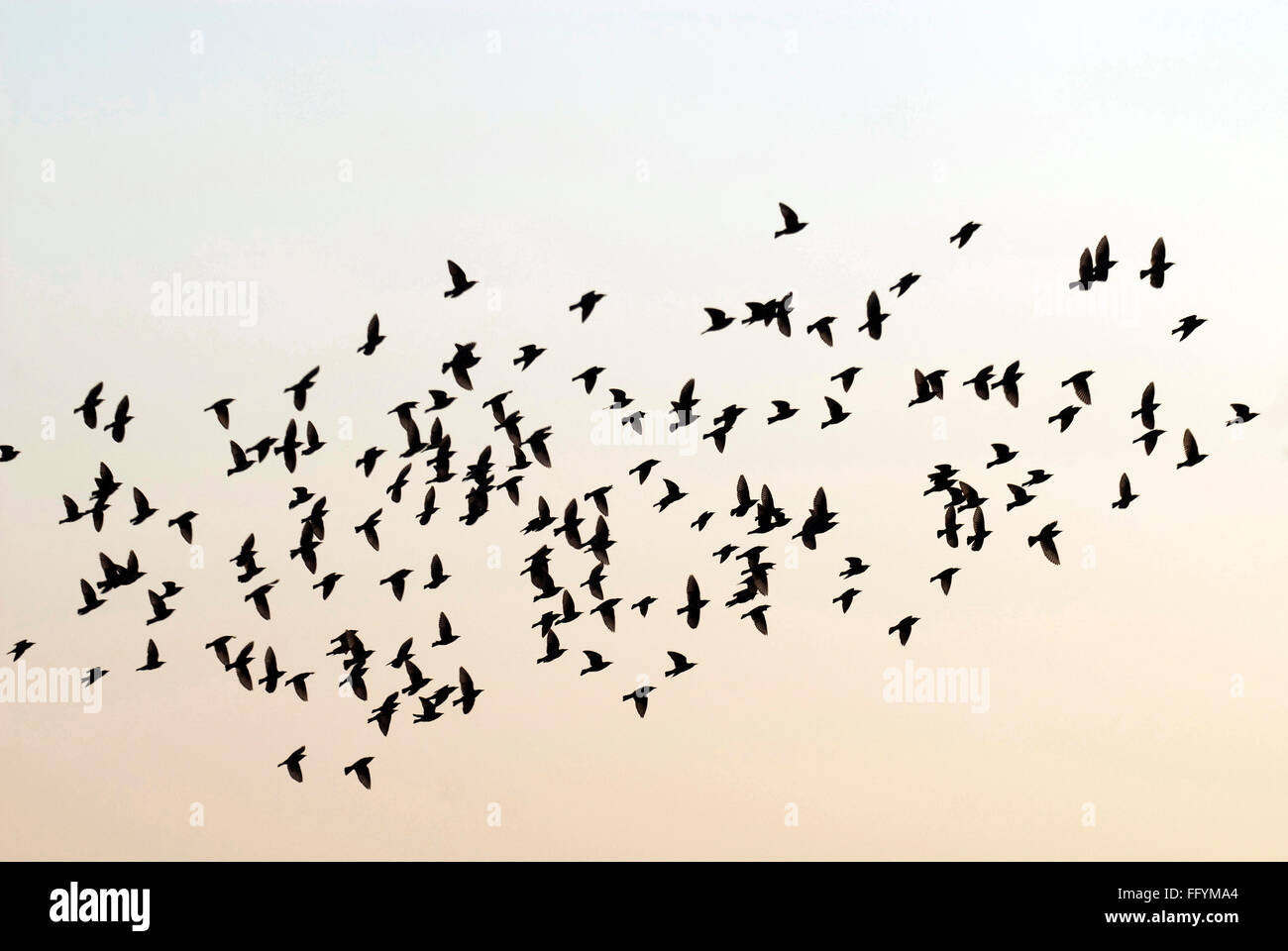 Rosy starlings Hesaraghatta in Bangalore at Karnataka India Asia Stock Photo