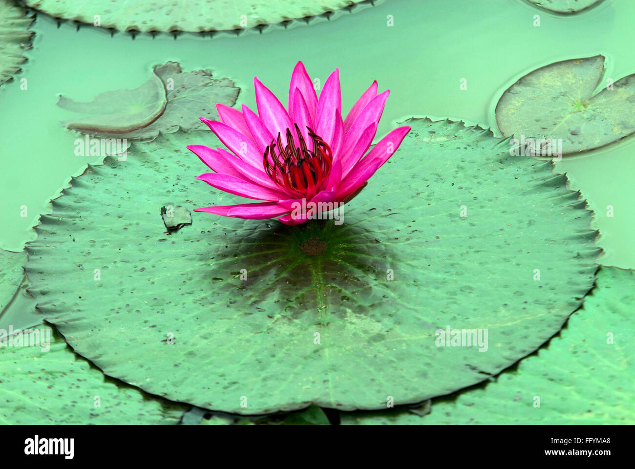 Lotus flower, Ragihalli Reserve Forest, Bannerghatta National Park, Ragihalli, Bangalore, Karnataka, India, Asia Stock Photo