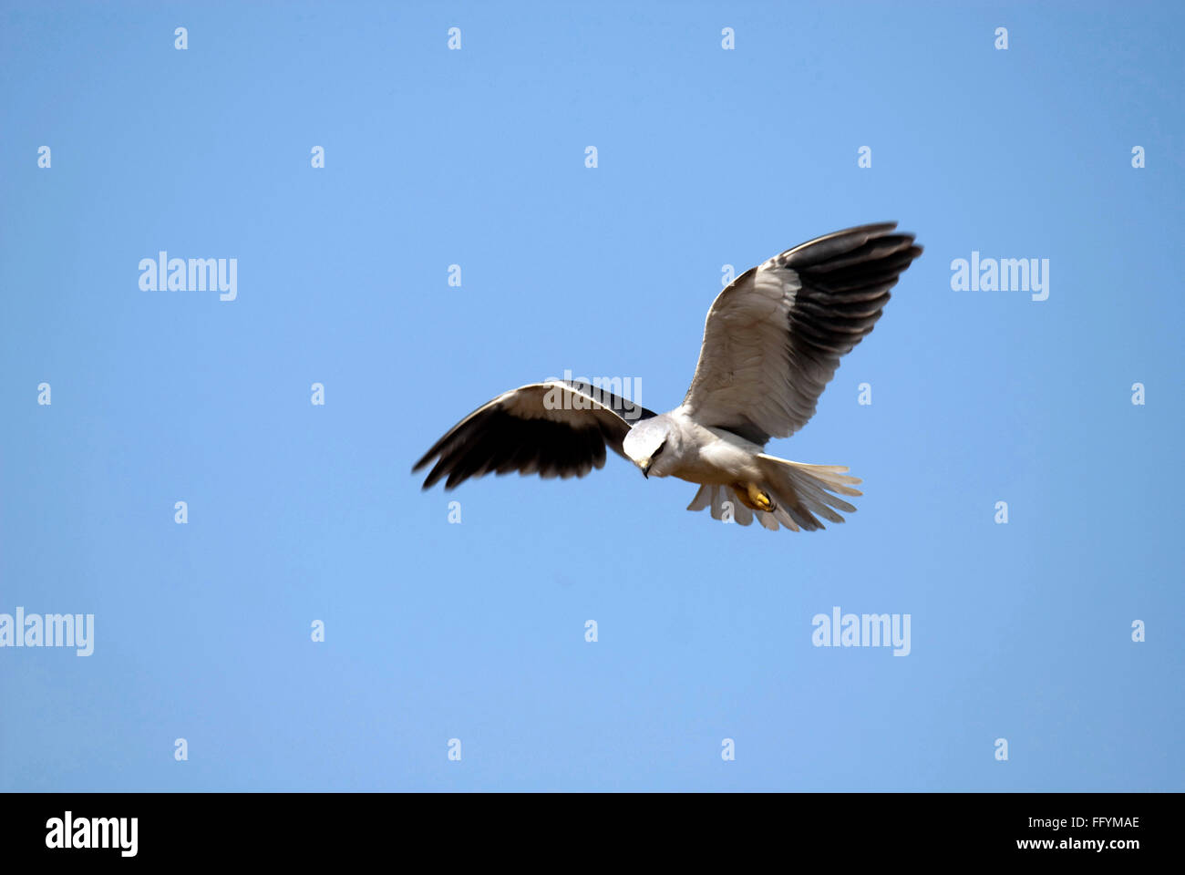 Black winged Kite howering Hesaraghatta near Bangalore at Karnataka India Asia Stock Photo