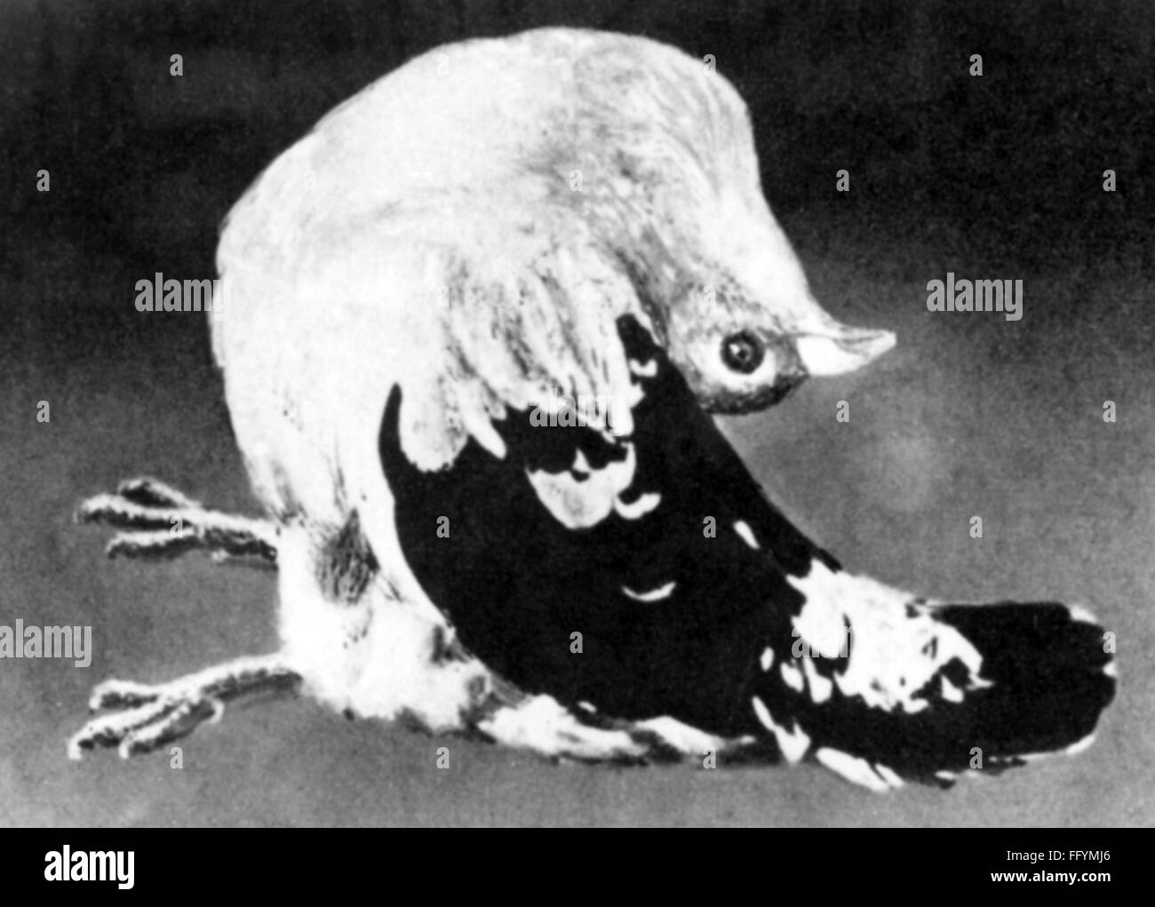 medicine, diseases, beriberi, sick pigeon, suffering from opisthotonos