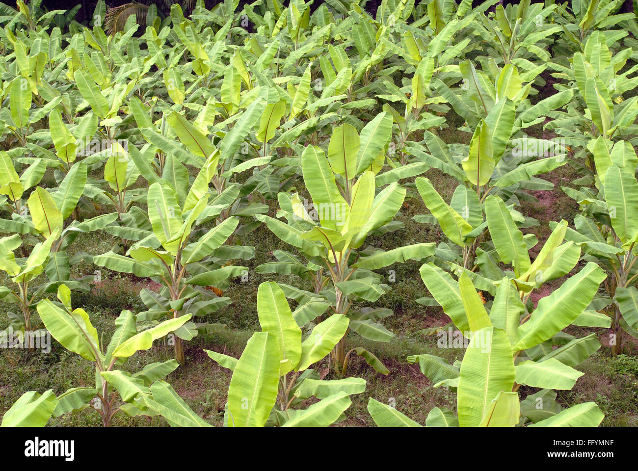 banana plantain garden Tamil Nadu India Indian banana plantation Stock