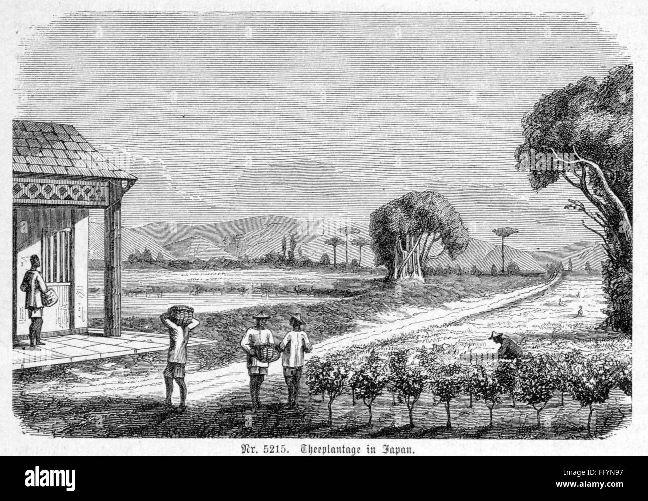 agriculture, tea, Japanese tea plantation, wood engraving, 2nd half