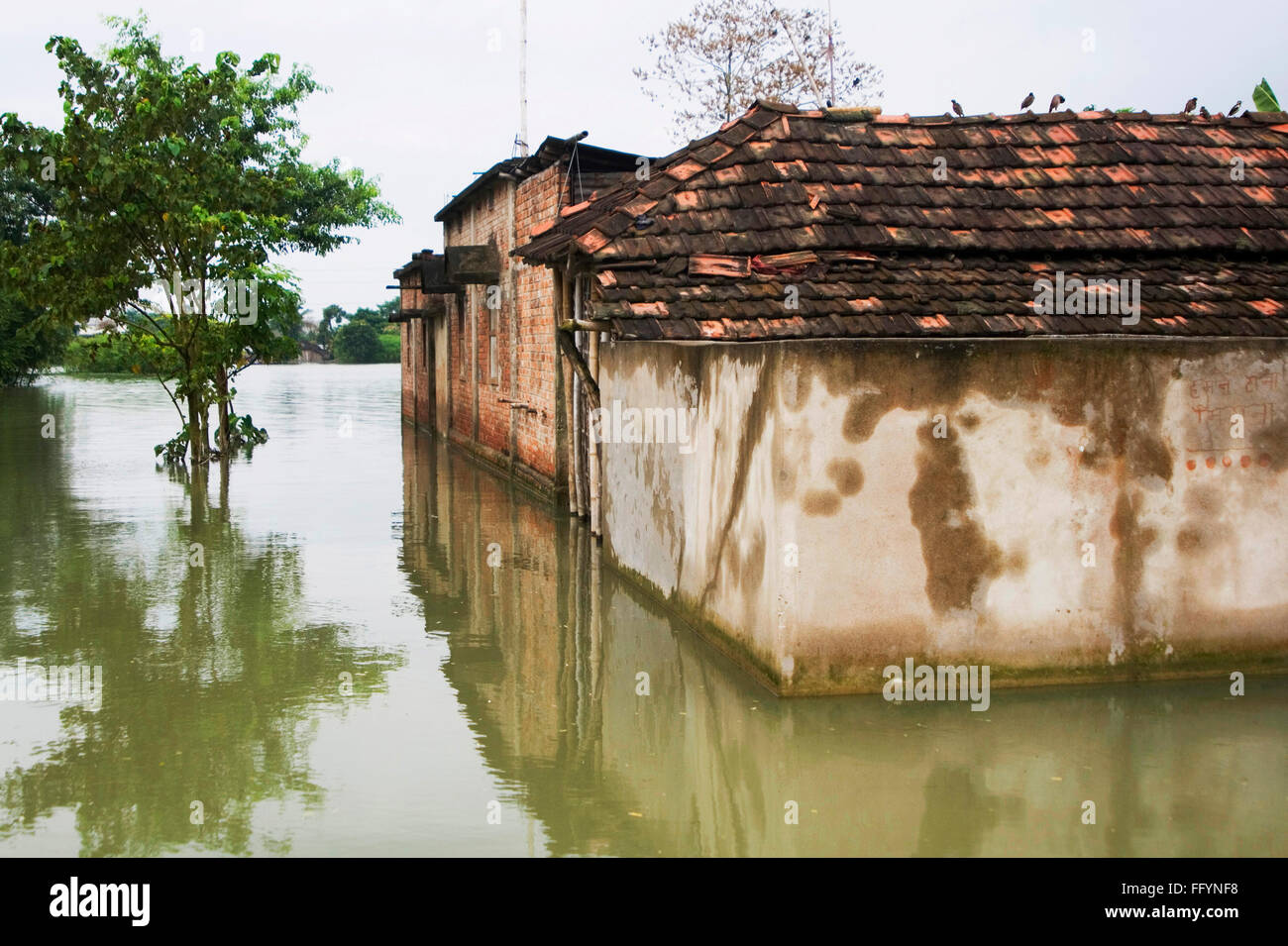 Flood of Bihar 2008 water of Kosi river in Purniya district , Bihar