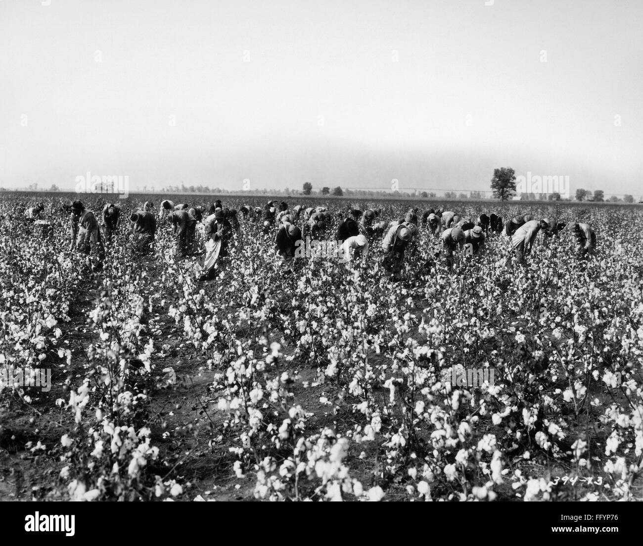 COTTON PLANTATION. /nA crew of workers picking cotton on a plantation. Photograph, late 19th or