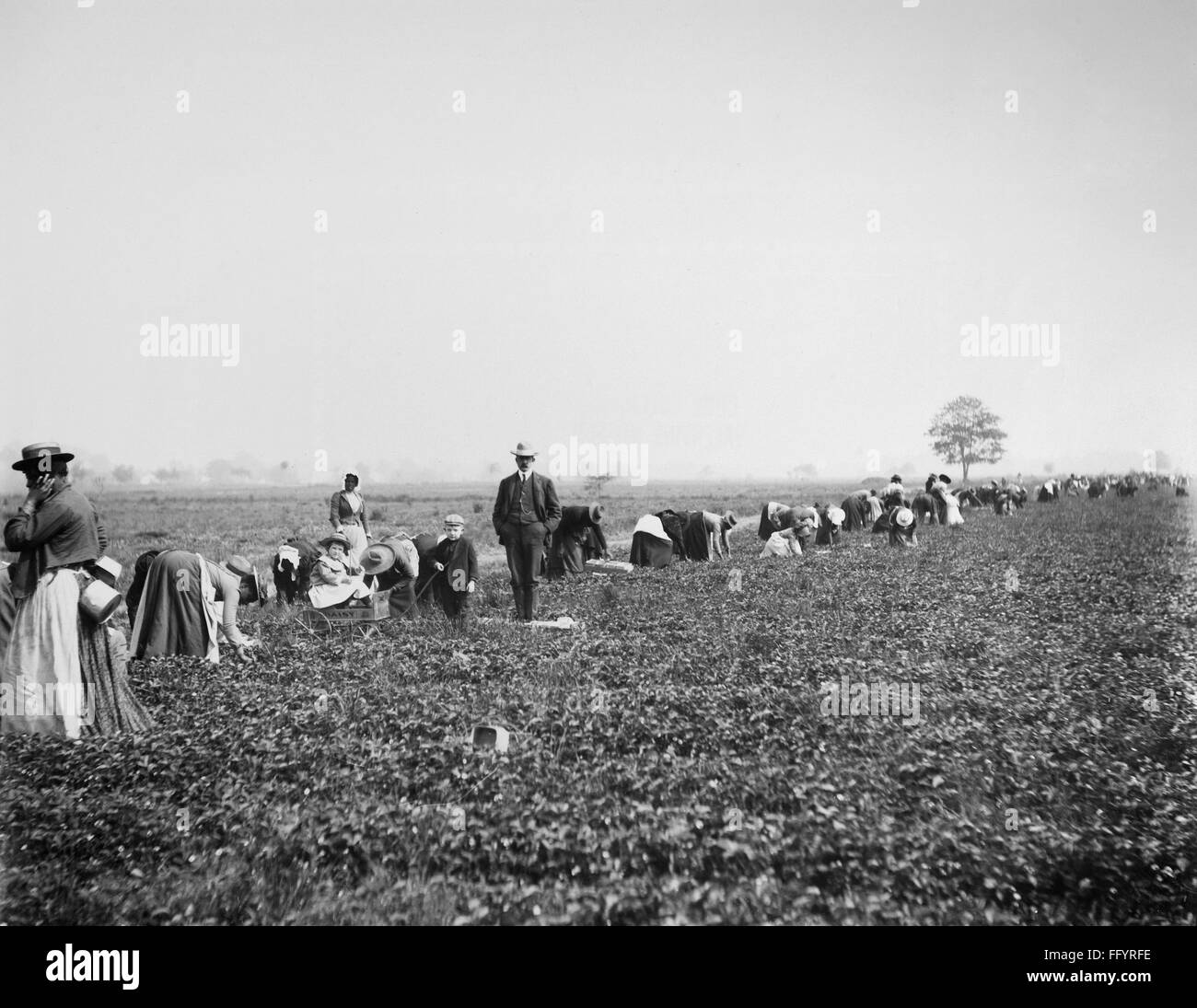 VIRGINIA STRAWBERRY FARM. /nA white overseer and two children observe