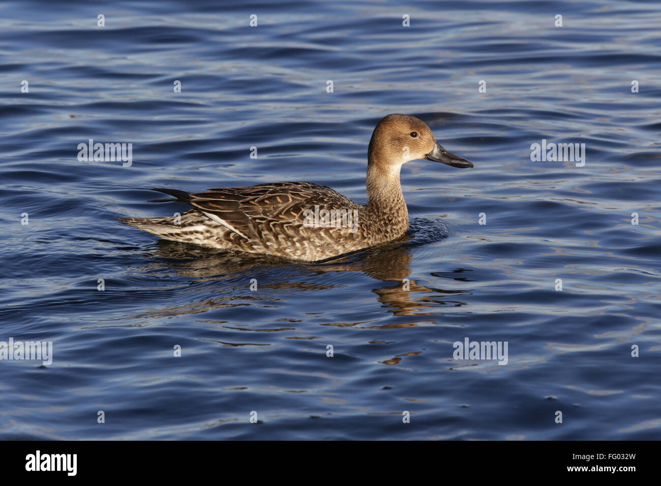 Northern Pintail  / Swimming duck Stock Photo