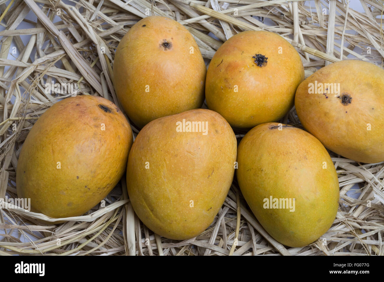 Maharashtra Mangoes High Resolution Stock Photography and Images Alamy