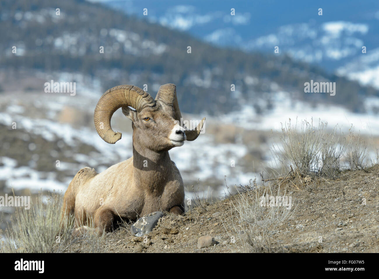 Bighorn Sheep (Ovis canadensis) male, ram, lying down, Yellowstone national park, Wyoming Montana, USA. Stock Photo