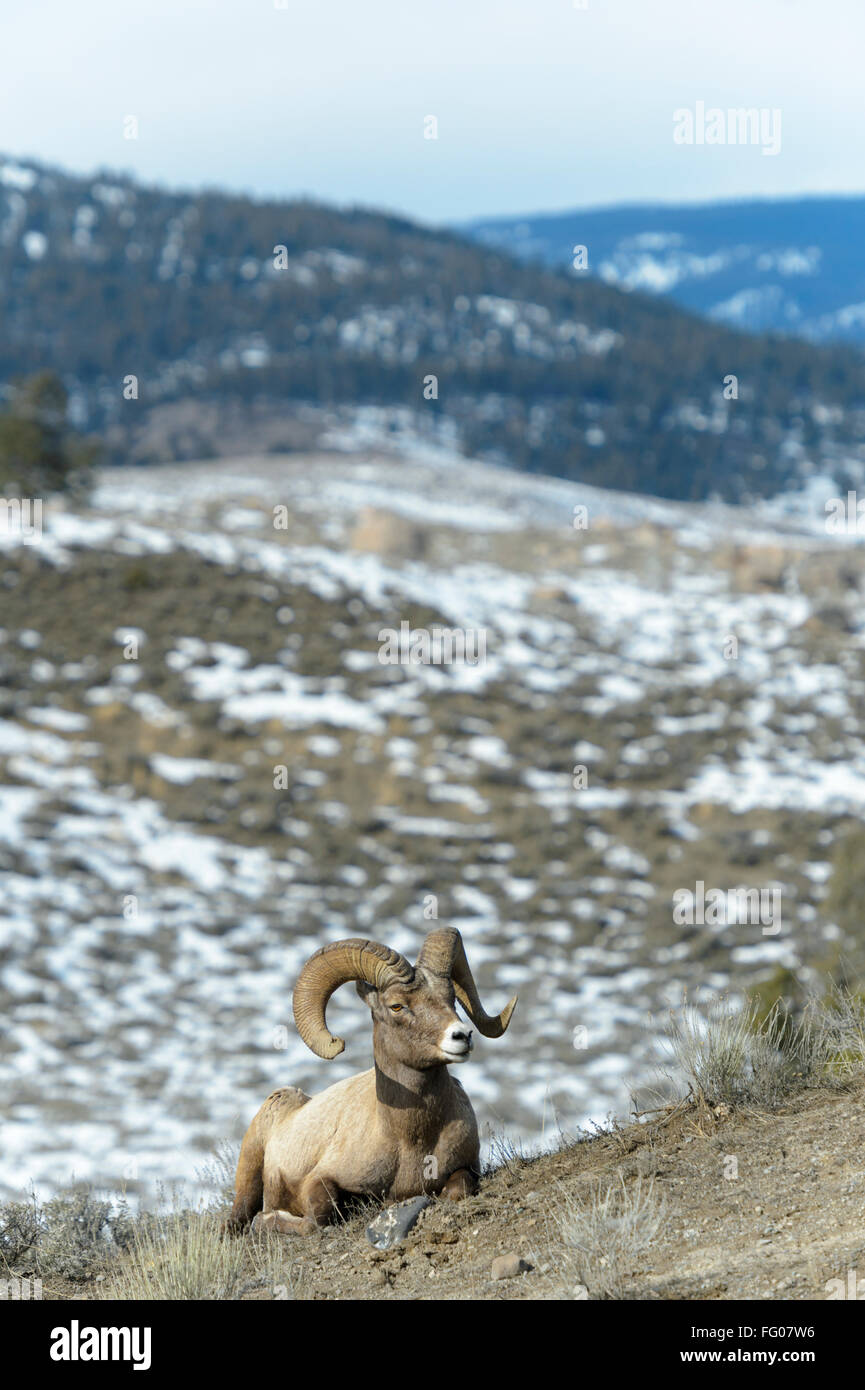 Bighorn Sheep (Ovis canadensis) male, ram, lying down, Yellowstone national park, Wyoming Montana, USA. Stock Photo