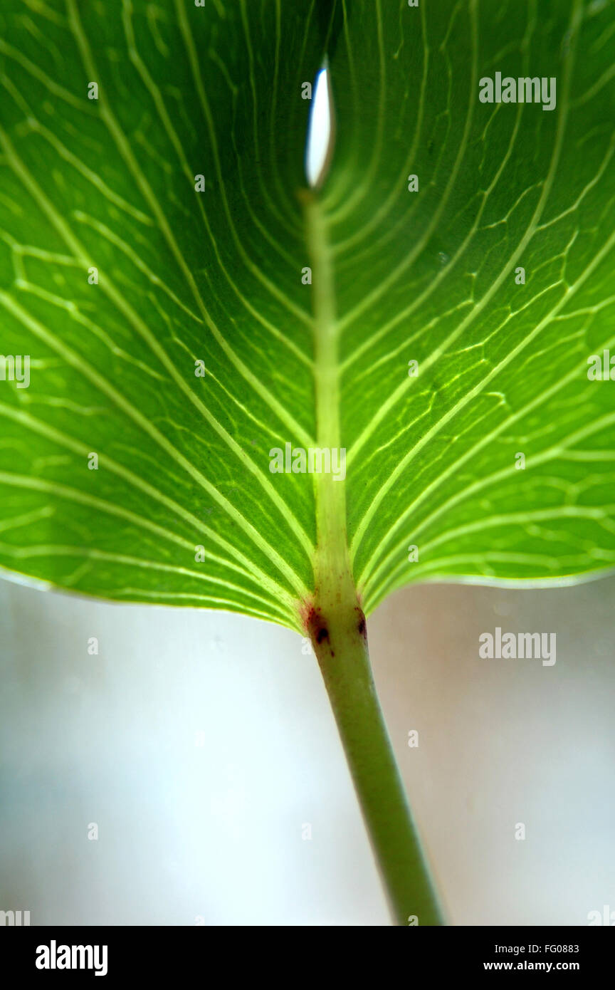 Green leaf vein showing concept networking Stock Photo