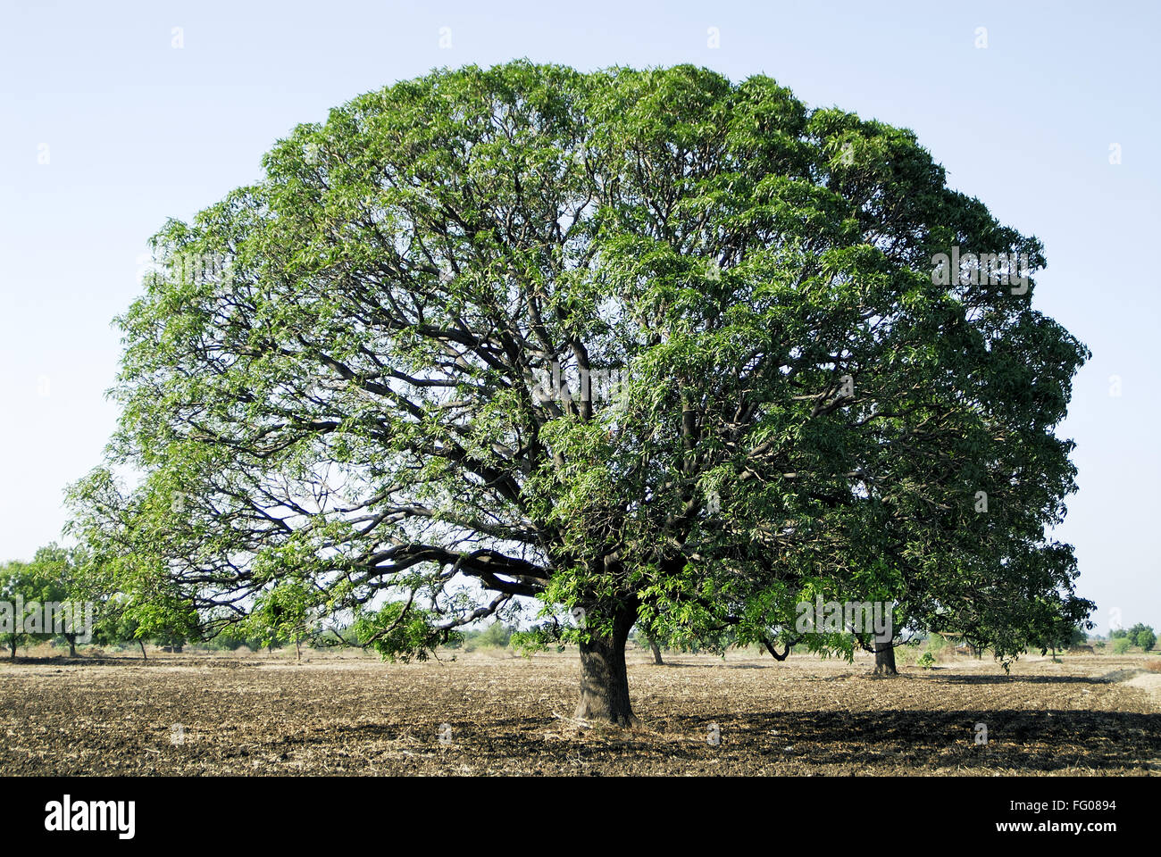 Mangifera indica bark hires stock photography and images Alamy