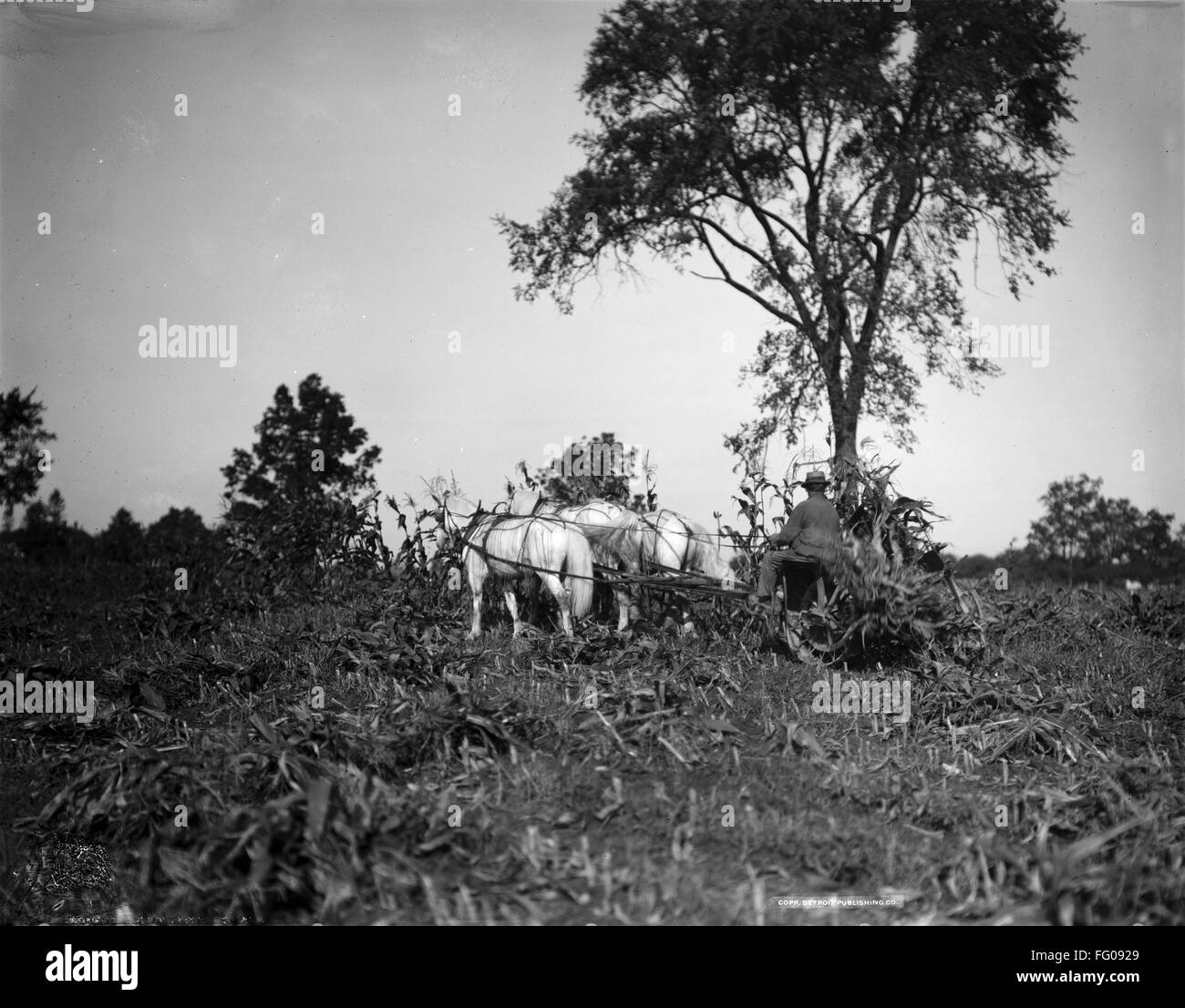 FARMING: CORN, c1905. /nA farmer harvesting corn. Photograph, c1905 ...