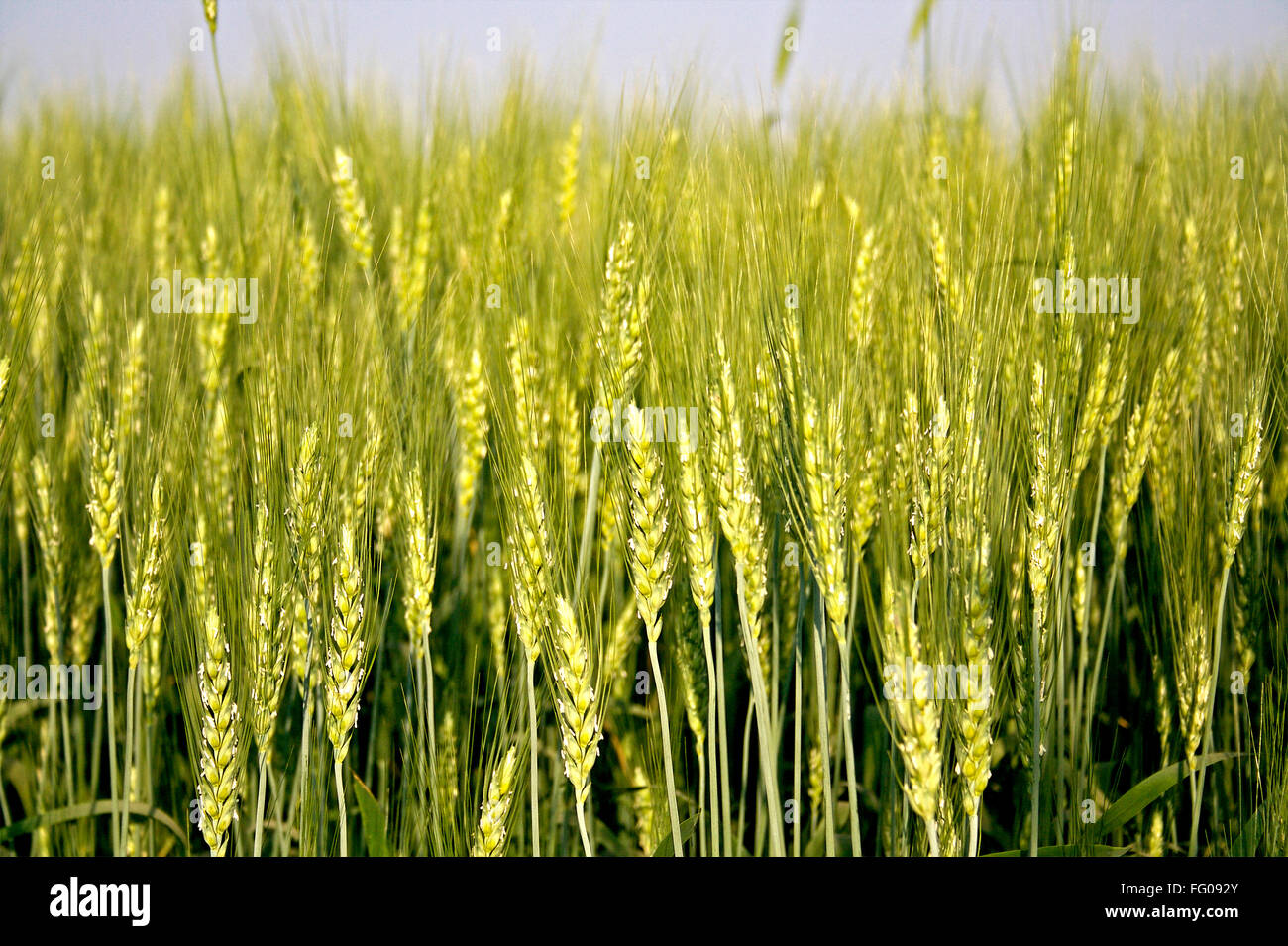 Wheat field , Rajkot , Gujarat , India Stock Photo