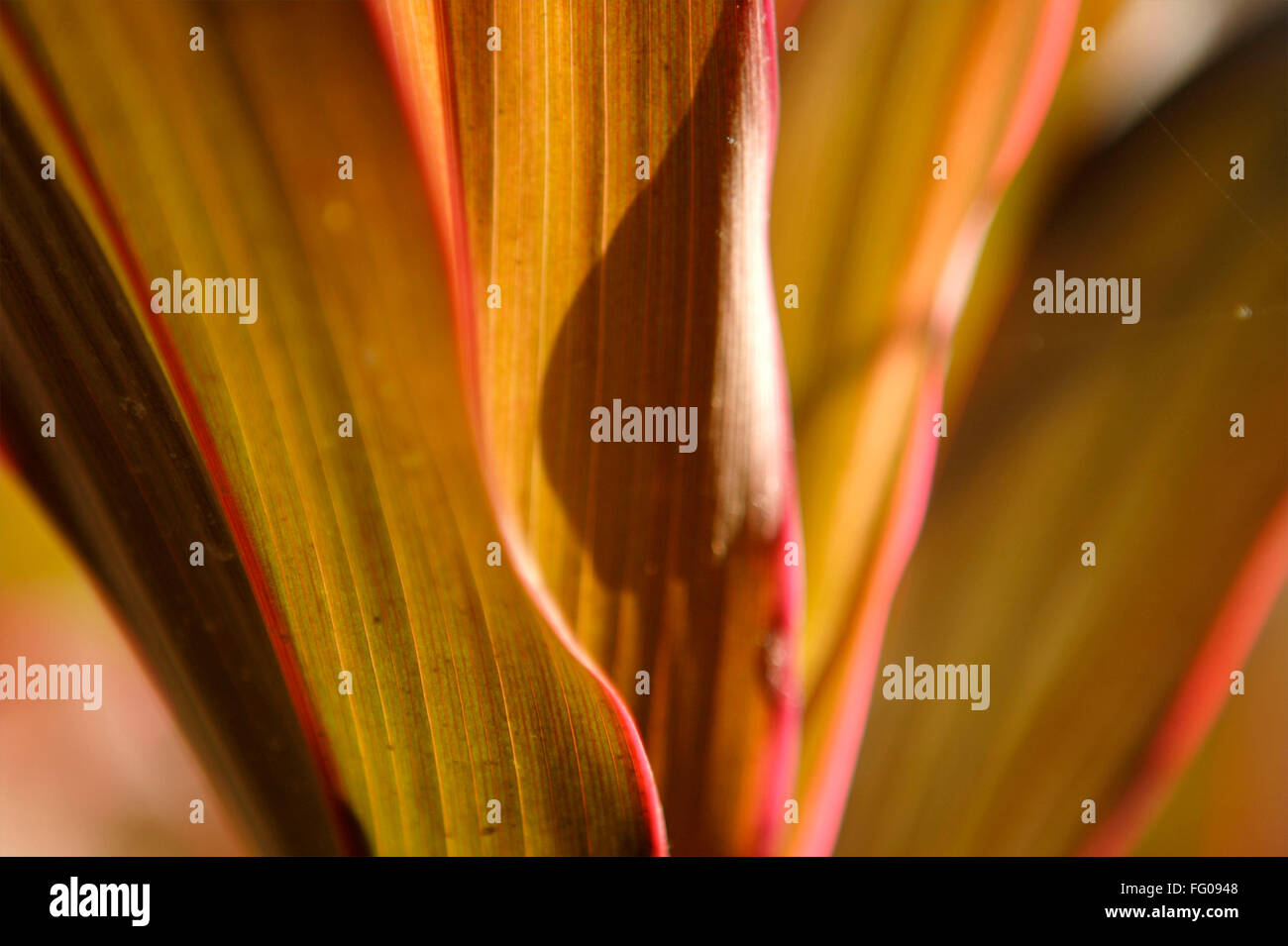 Green and red leaf Stock Photo