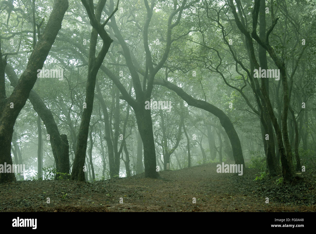 Misty morning in forest at Matheran , Thane district , Maharashtra , India Stock Photo