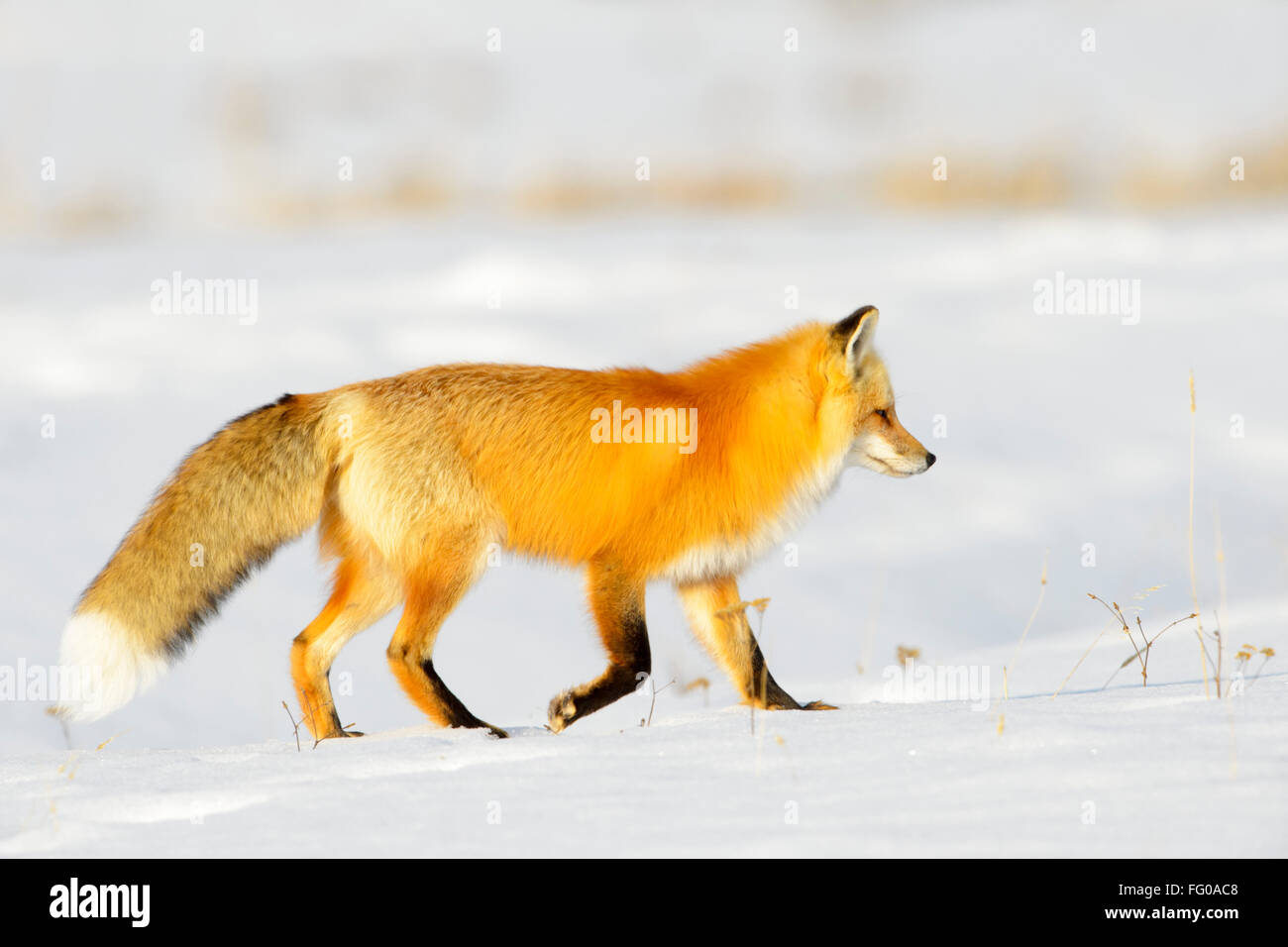 American Red Fox (Vulpes vulpes fulva) adult, hunting on prey in snow, Yellowstone national park, Wyoming, USA. Stock Photo