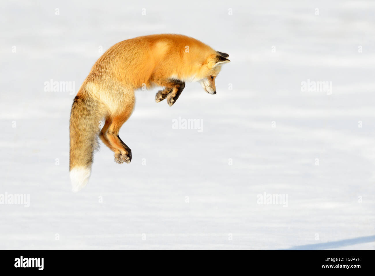 American Red Fox (Vulpes vulpes fulva) adult, hunting, jumping on prey in snow, Yellowstone national park, Wyoming, USA. Stock Photo