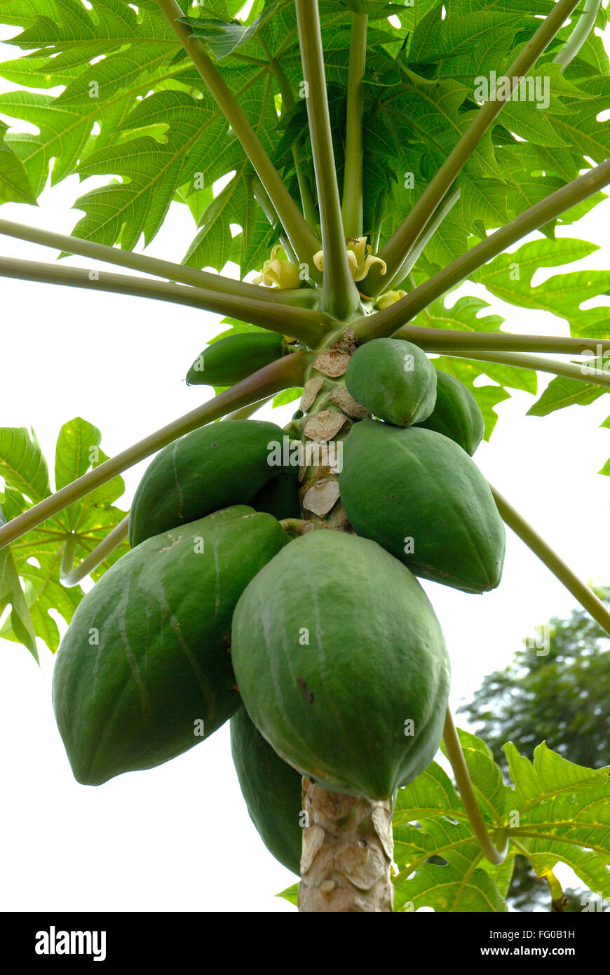 Fruits ; papaya green fruit ; Mangalore ; South Kanara ; Karnataka ...