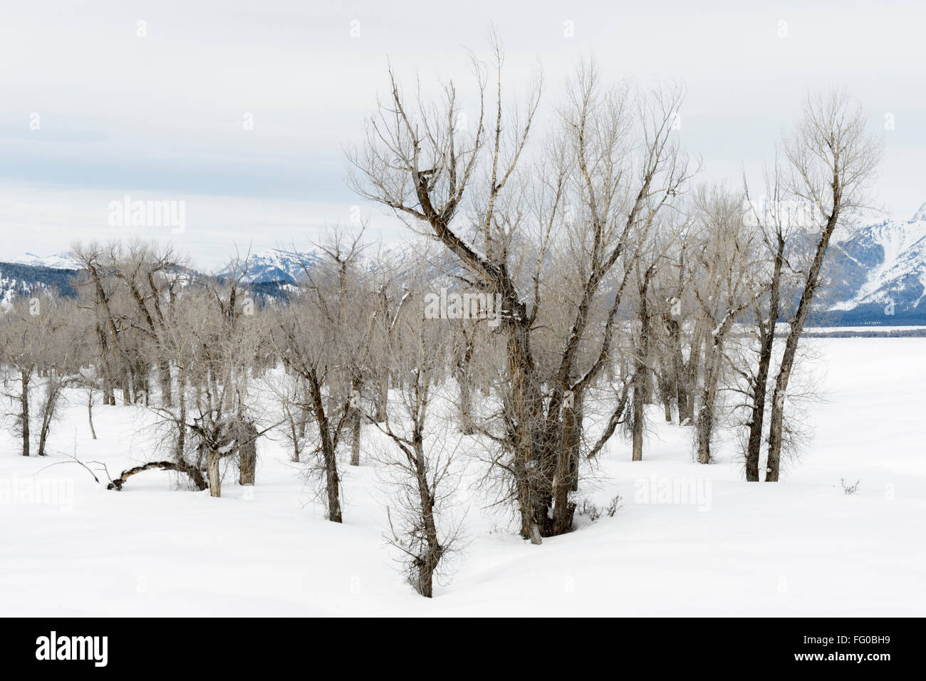 Cottonwood trees yellowstone hires stock photography and images Alamy