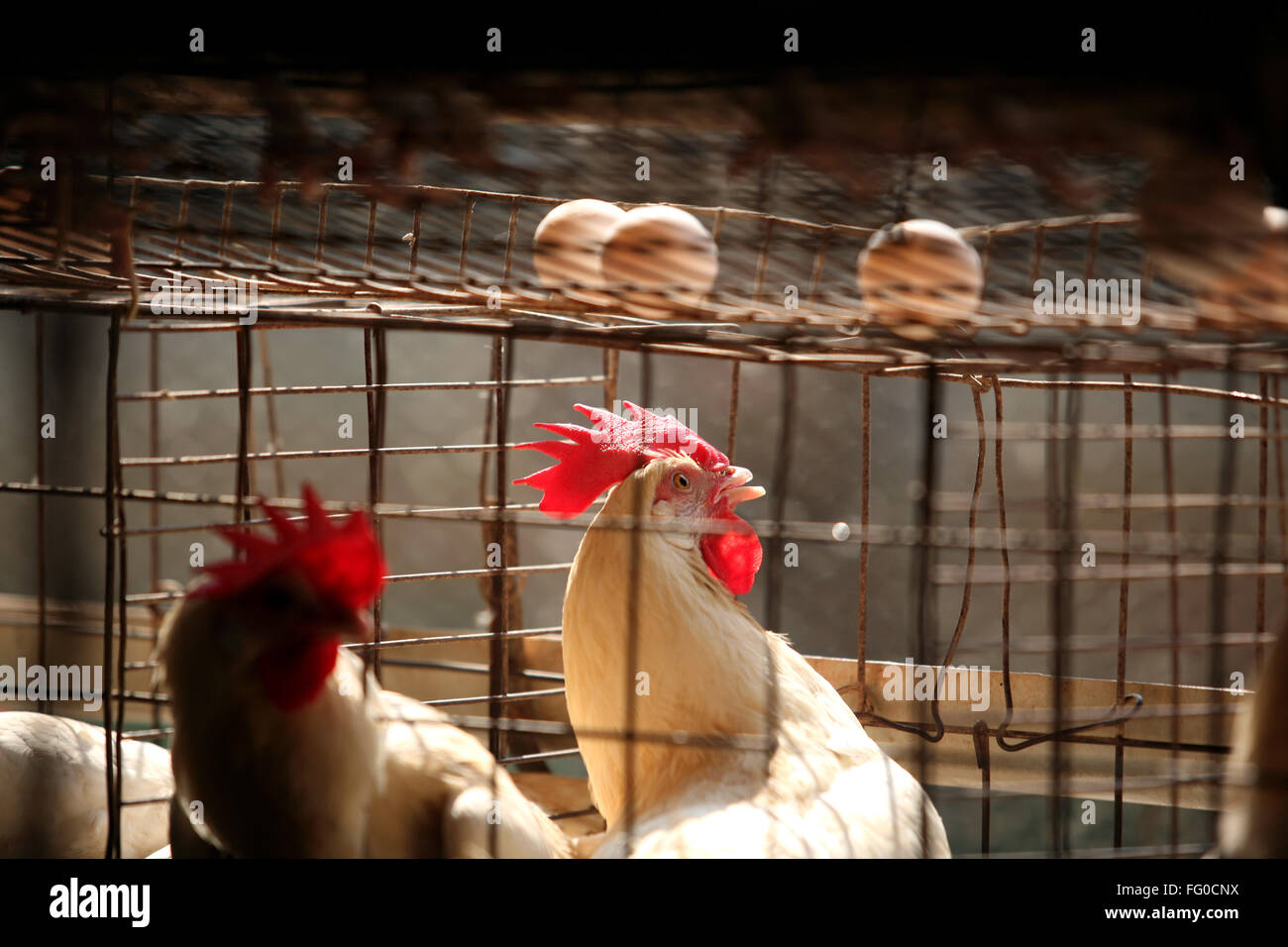 Birds and eggs in poultry farm , Sangli , Maharashtra , India Stock Photo