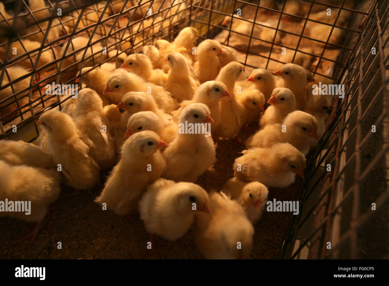 Chicks in cages in poultry farm , Sangli , Maharashtra , India Stock