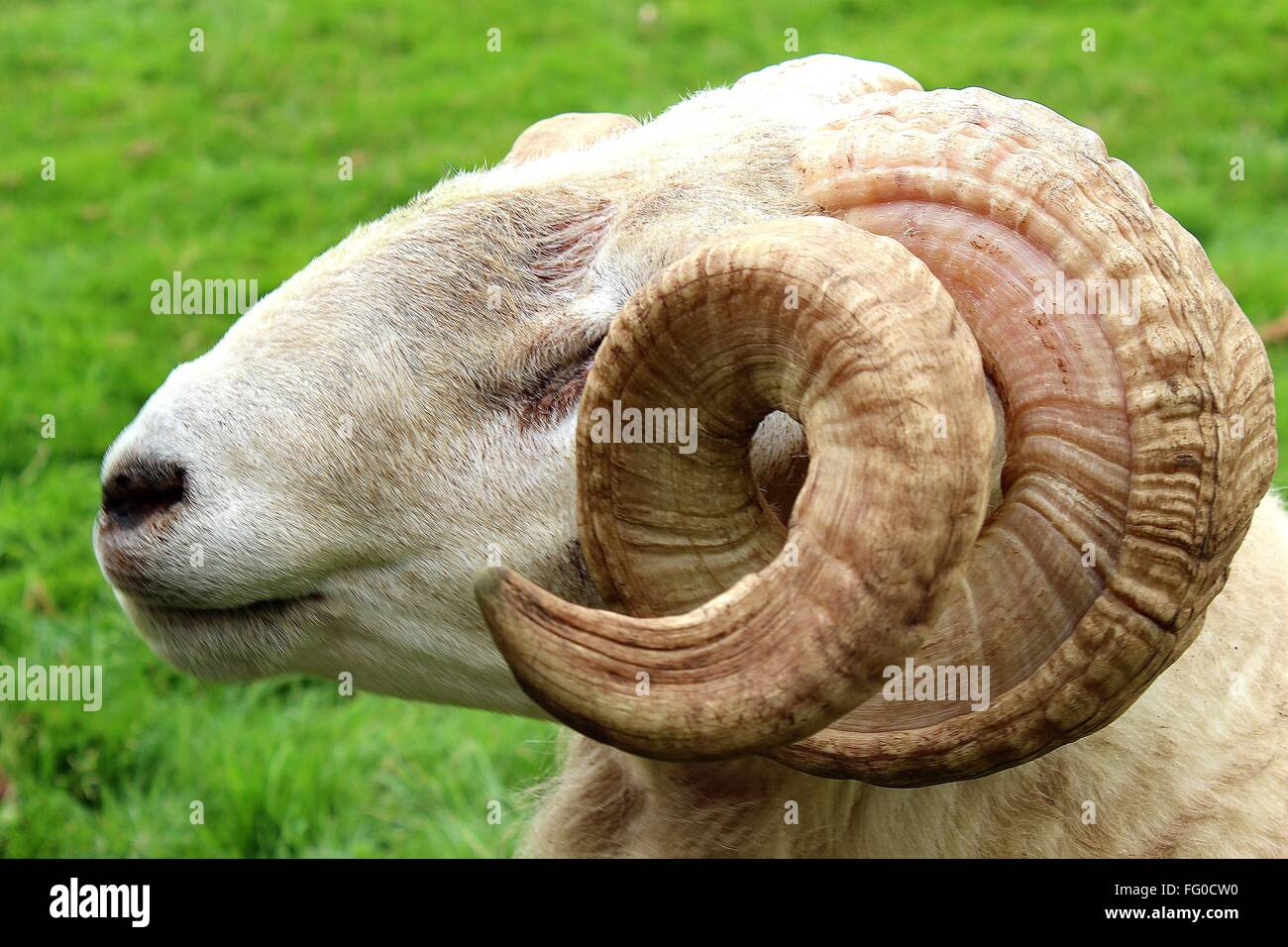 CloseUp Of Ram Head Stock Photo Alamy