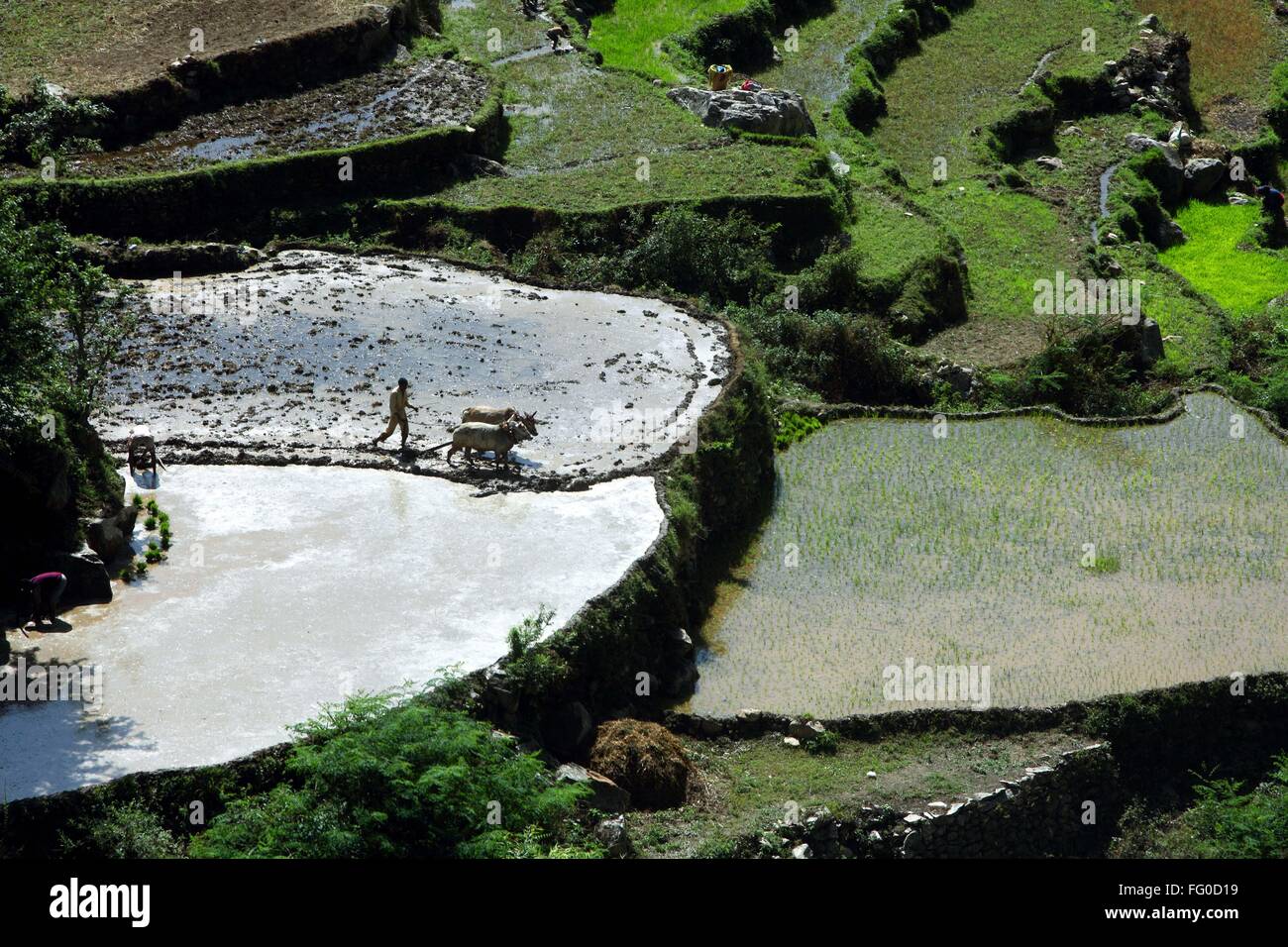 Cattles fields Uttarakhand India  Asia Stock Photo