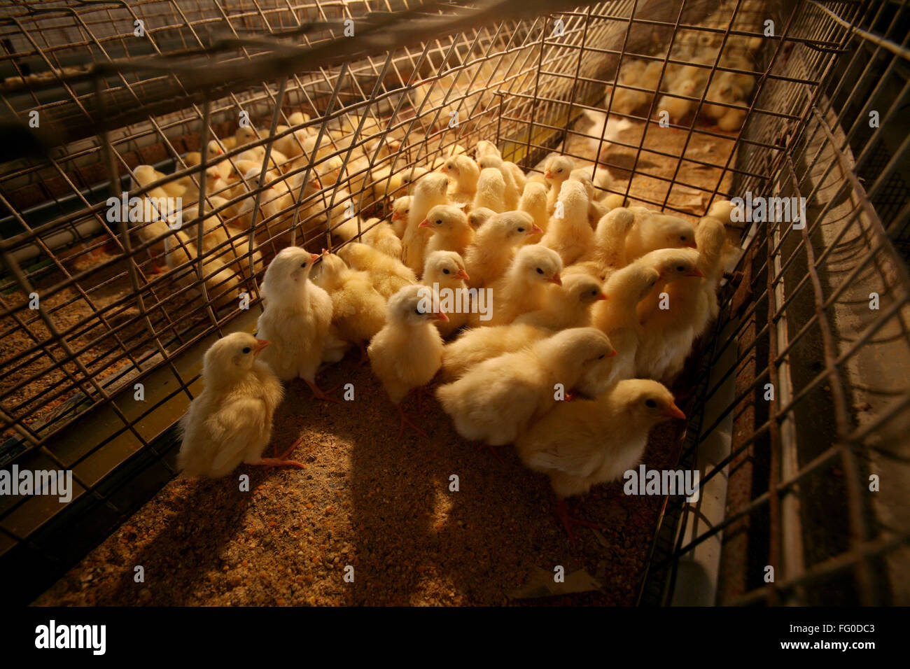 Chicks in cages in poultry farm , Sangli , Maharashtra , India Stock