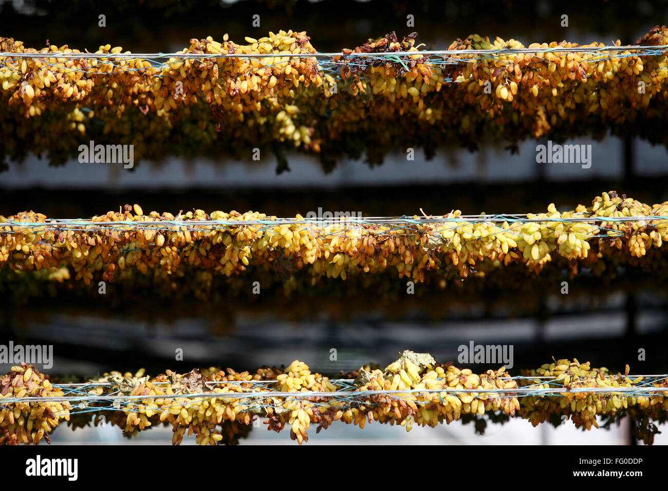 Dry Grapes High Resolution Stock Photography and Images Alamy