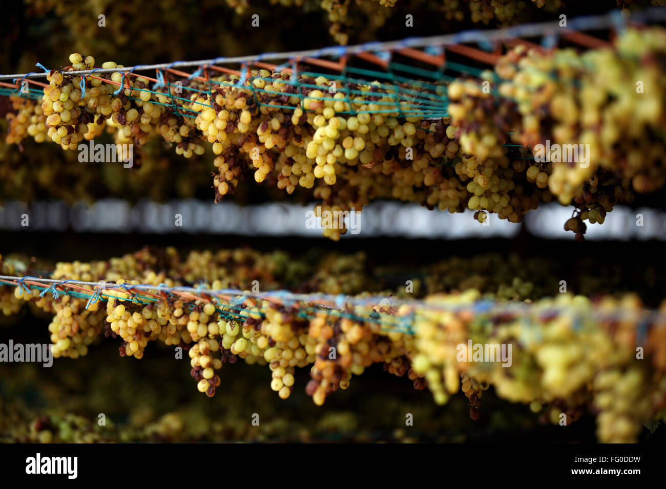Grape racks shop