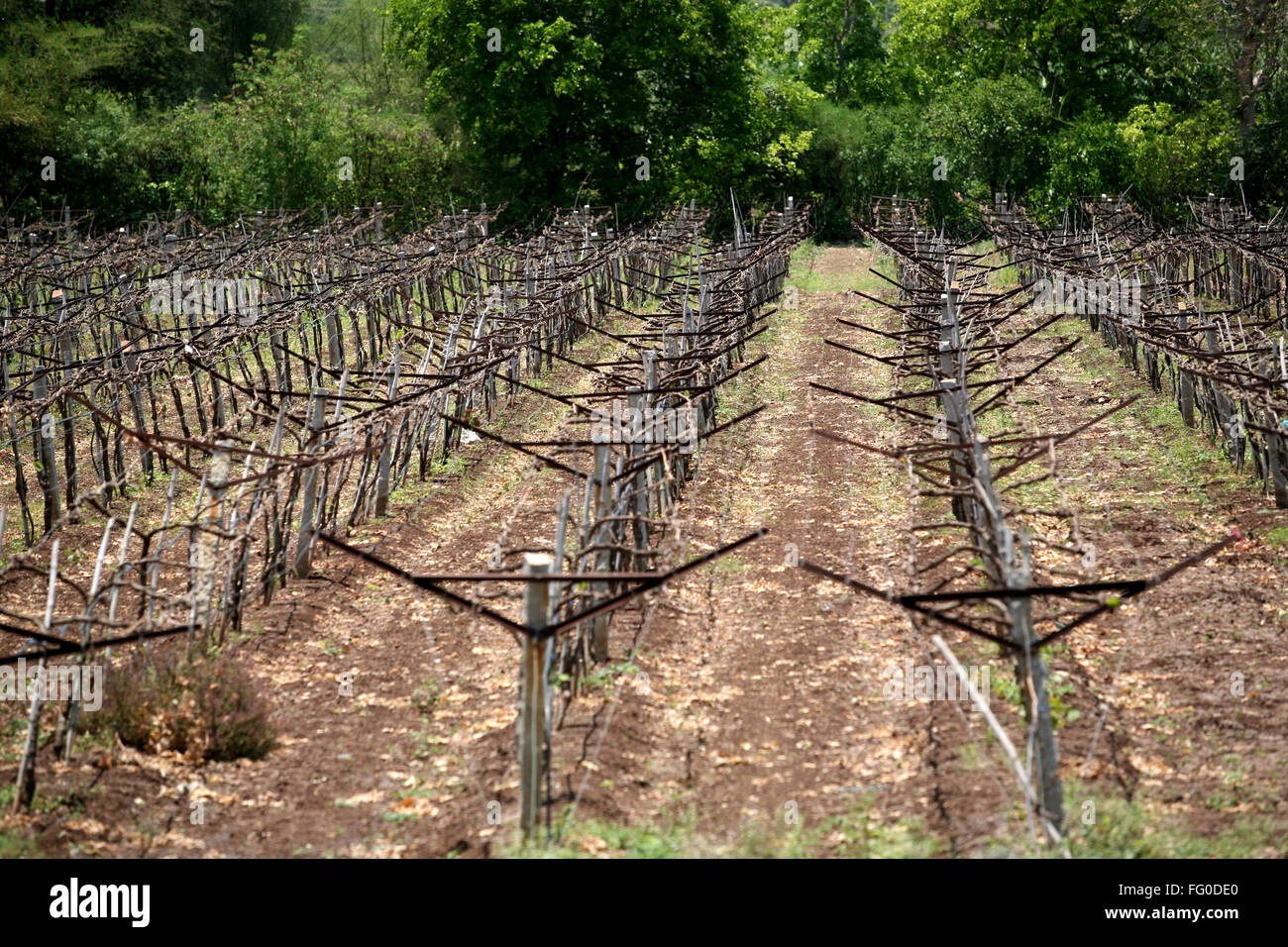 Grapes field in Sangli , Maharashtra , India Stock Photo Alamy
