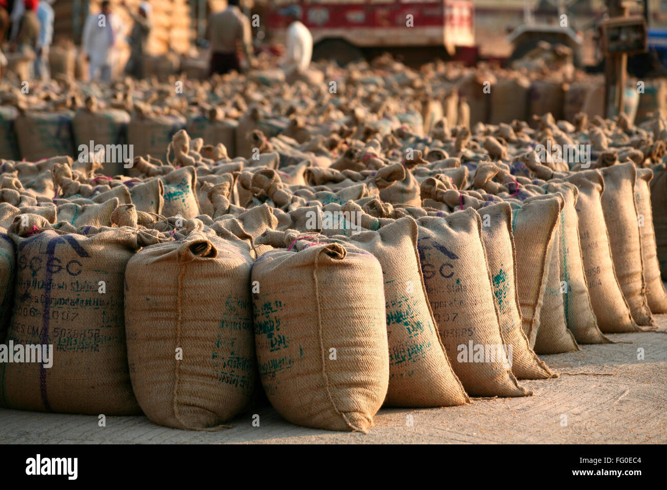 Stacks of jute bags consisting of grain lined up at Harsud Mandi market