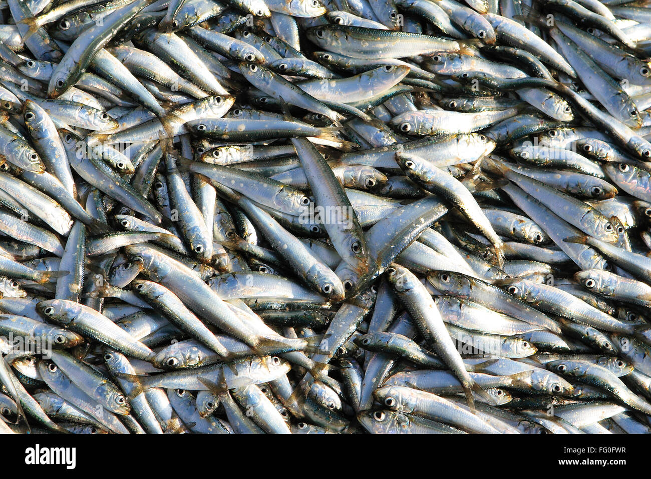 Pile of fish , Village Bhogwe , Konkan , District Sindhudurga
