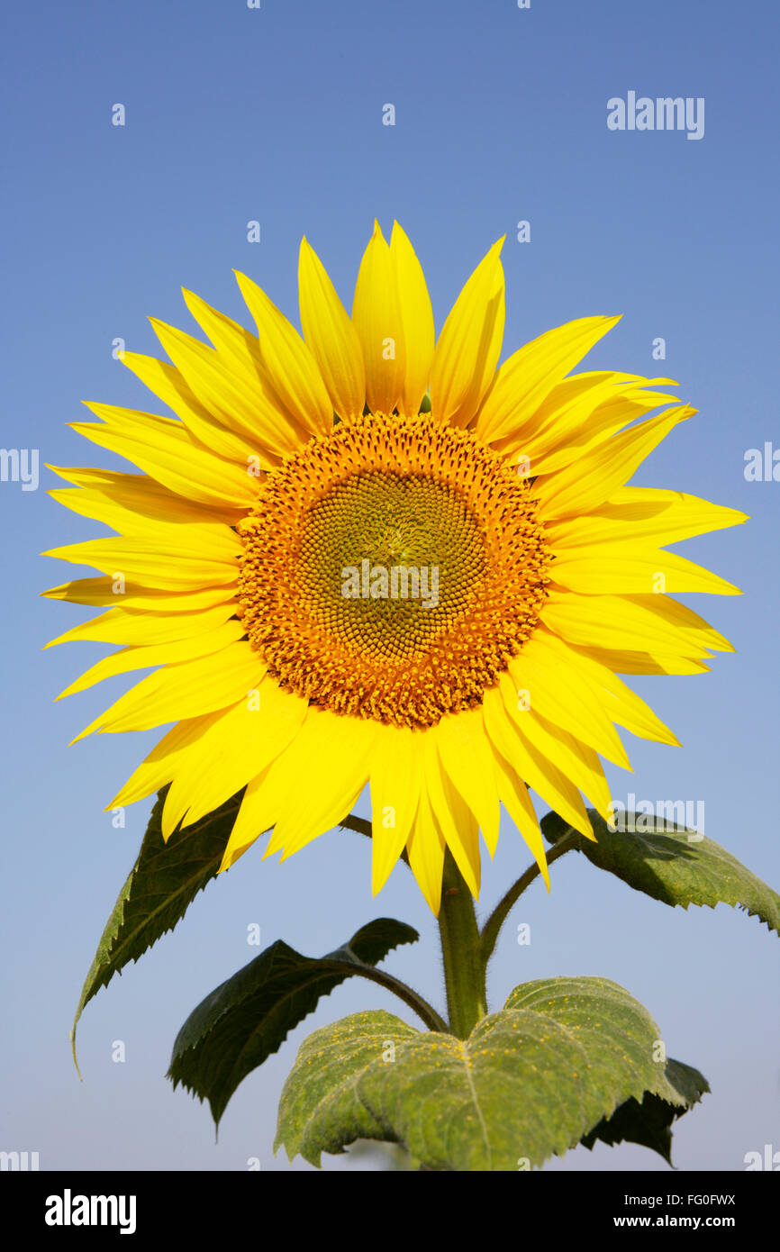 Close ups of Sunflower growing in field , Karnataka , India Stock Photo