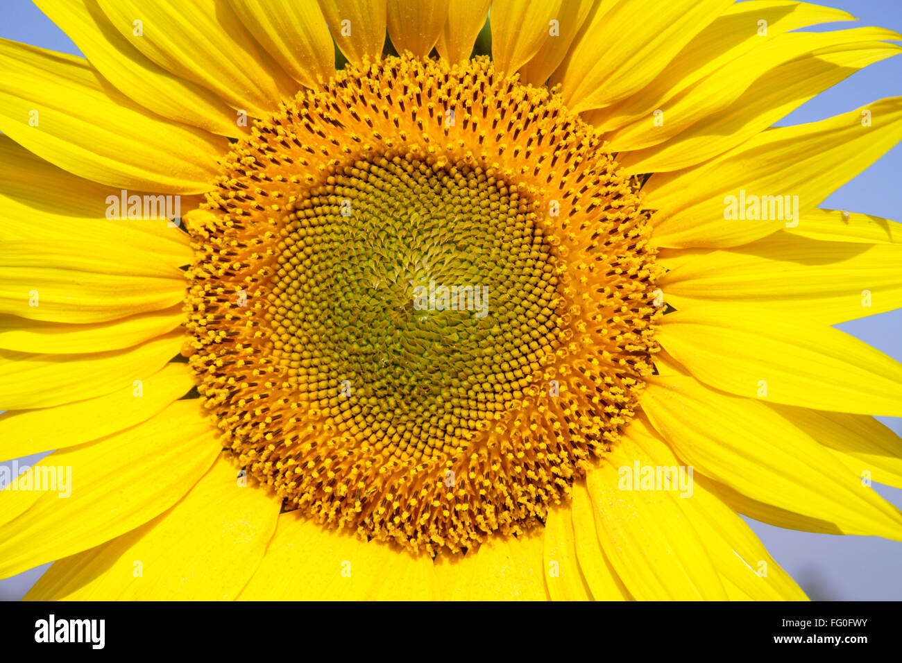 Sunflower in india india and sunflower hires stock photography and