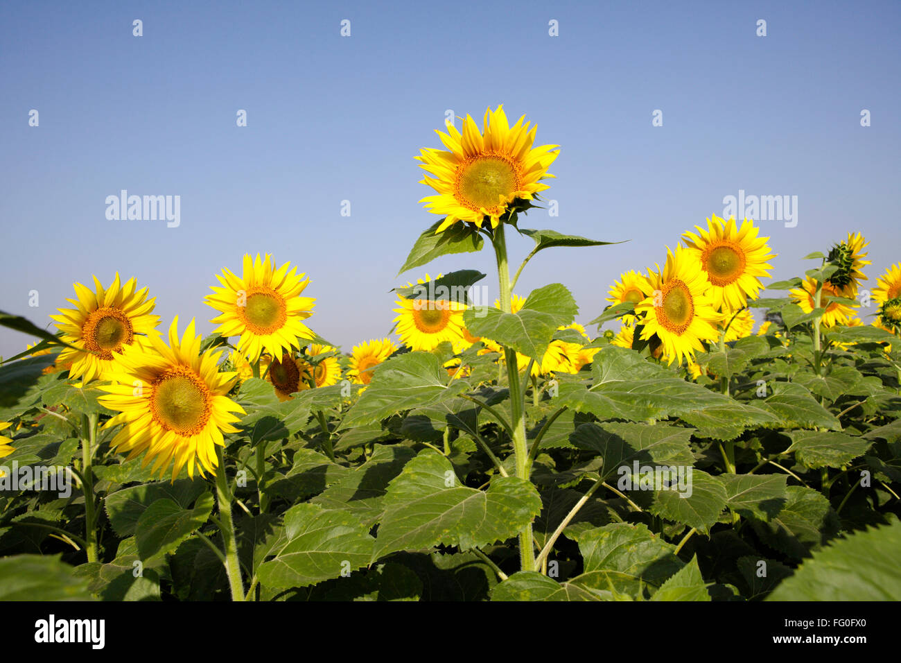 Sunflowers growing in field , Karnataka , India , Asia Stock Photo Alamy