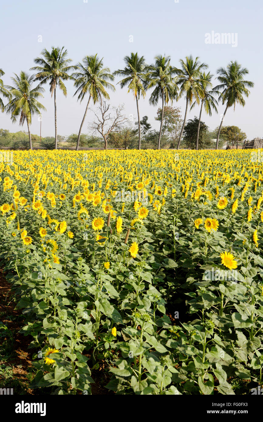 Sunflowers growing in field , Karnataka , India , Asia Stock Photo Alamy